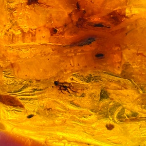 May include: A close-up of a piece of amber with two small insects trapped inside. The amber is a deep yellow color and the insects are dark brown.