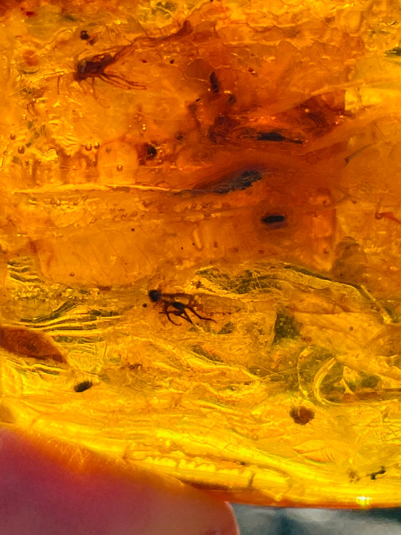 May include: A close-up of a piece of amber with two small insects trapped inside. The amber is a deep yellow color and the insects are dark brown.