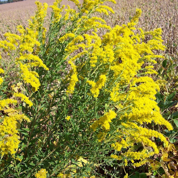 6 Goldenrod Transplanting roots