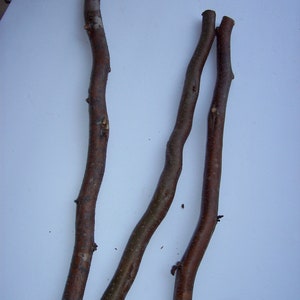 Wood Branch, Maple Stick, Dried for 2 Years, Large Wood Stick