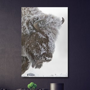 American Buffalo in Snow Original Pictures Art, Buffalo Wall Art, Buffalo Wall Decor, Buffalo Canvas Home Decor, Buffalo Office Print Decor