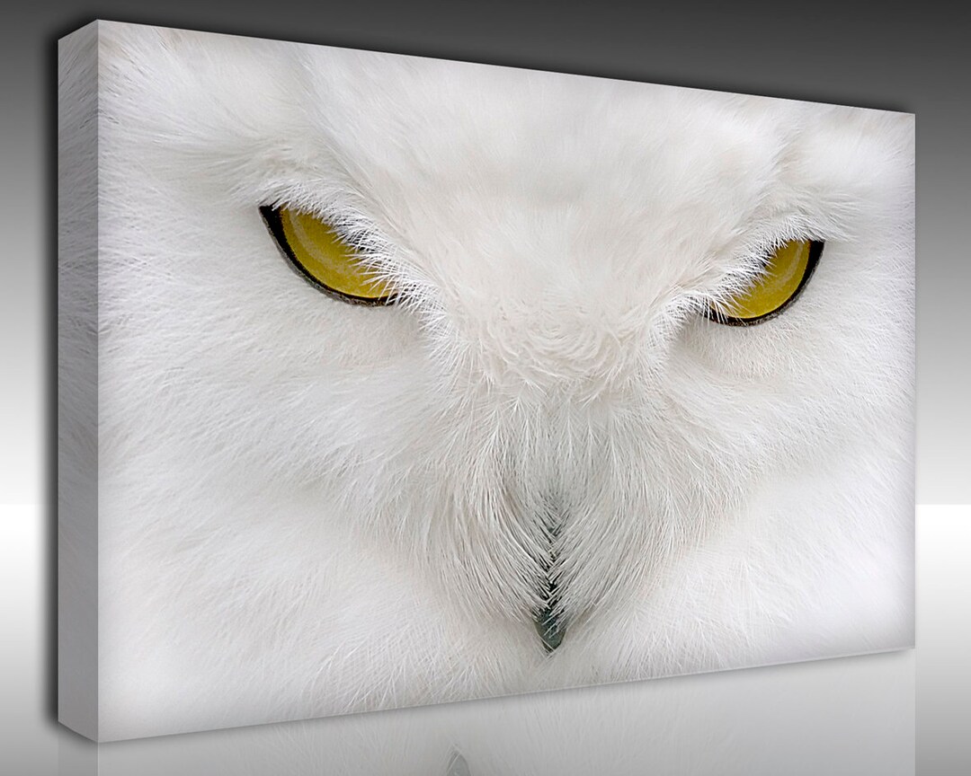 Large Canvas Wall Art Wall Decor Canvas Wall Art,beautiful White Owl