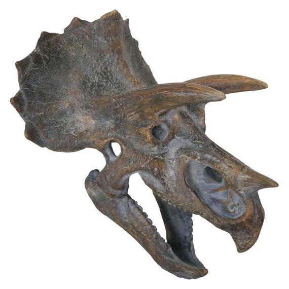 Real triceratops skull for sale clearance