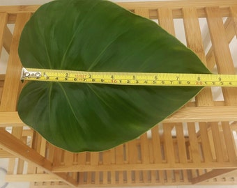 Giant Heart Leaf Philodendron cutting with nodes