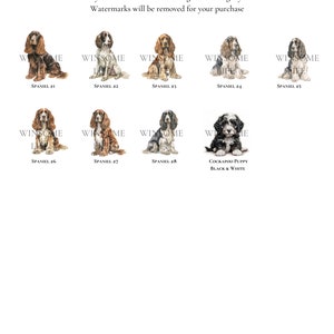 all different types of spaniels and colors, cockapoo puppy