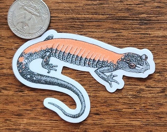 Yonahlossee Salamander sticker ~~ Plethodon yonahlossee ~~ Hand Drawn ~~ Free Shipping