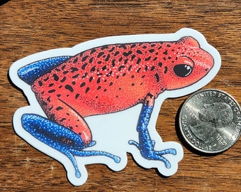 Oophaga pumilio ~~ Poison Dart Frog ~~ Red & Blue Dart Frog ~~ Amphibian ~~ Strawberry Dart Frog ~~ Hand Drawn ~~ 3INCH ~~ Free Shipping