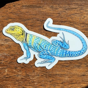 Pegatina de lagarto de collar oriental ~~ Crotaphytus collaris ~~ Reptil ~~ Dibujado a mano ~~ 3INCH ~~ Envío gratis