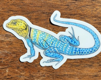 Eastern Collared Lizard sticker ~~ Crotaphytus collaris ~~ Reptile ~~ Hand Drawn ~~ 3INCH ~~ Free Shipping