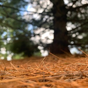 Pine Cone Collection III
