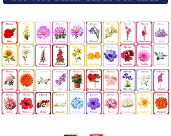 Flower Flash Cards for Kids - Learn Flower Names JPG and PNG