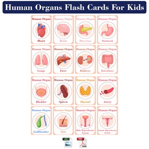 Flashcards menselijke organen voor kinderen | Educatieve afdrukbare pdf JPG | Meer informatie over de menselijke anatomie | Digitale download | Hoge kwaliteit pdf en jpg |