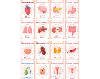 Human Anatomy Flash Cards for Kids | Educational Organ Prints (Digital Download)
