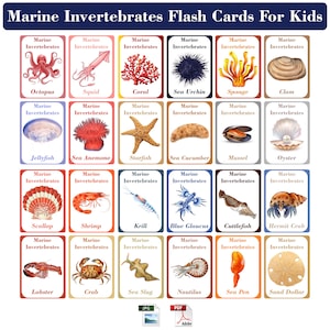 Invertebrados marinos / Vida marina / Tarjetas didácticas para niños / Herramienta de aprendizaje divertida y educativa / Tarjetas imprimibles sobre especies marinas