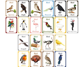 Bird Cards | Kids Flash Cards | Educational Printable | Toddler Learning | Animal Identification