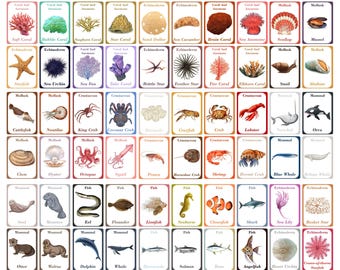 Sea Creatures Flash Cards for Kids, Educational PDF and JPG Download
