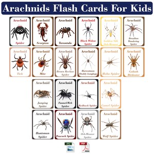 Puede incluir: Un conjunto de 16 tarjetas didácticas coloridas que presentan diferentes tipos de arácnidos, incluyendo arañas, escorpiones, garrapatas y ácaros. Cada tarjeta tiene una ilustración colorida del arácnido y su nombre común.