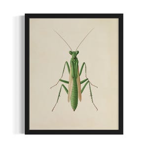 Praying Mantis Insects Poster Art Print, Kitchen Wall Art Poster, Original Painting Artwork Decor