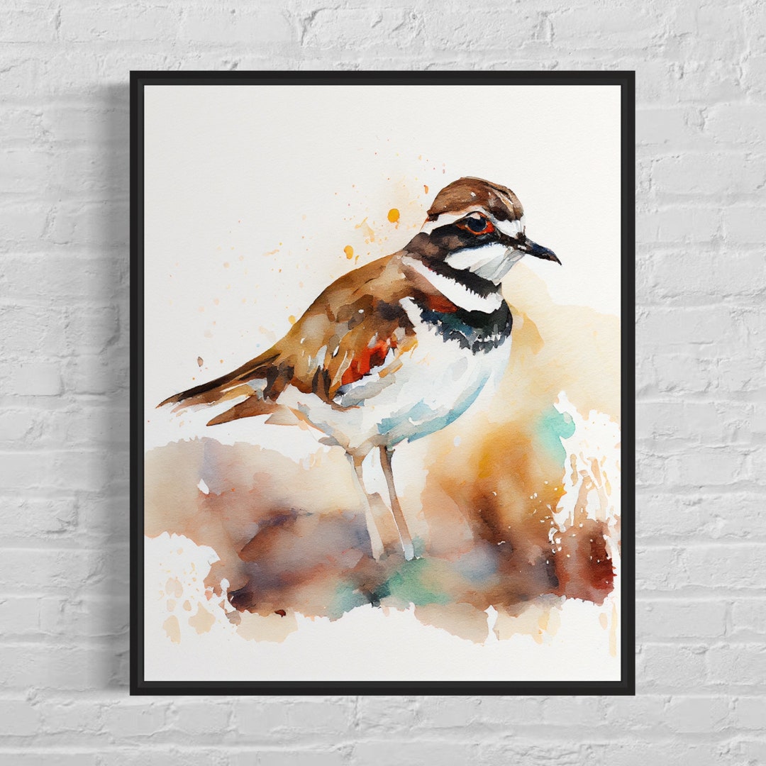 Killdeer Watercolor Art Print, Killdeer Painting Watercolor, Killdeer