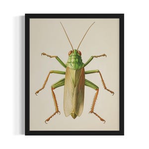 Grasshopper Insects Poster Art Print, Kitchen Wall Art Poster, Original Painting Artwork Decor