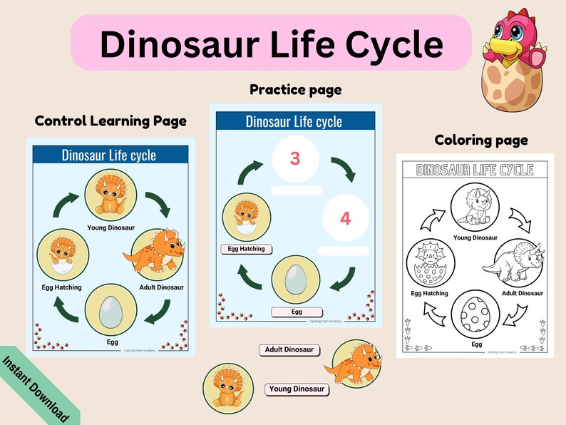 May include: A printable dinosaur life cycle worksheet with three pages: a control learning page, a practice page, and a coloring page. The control learning page shows a dinosaur egg, a hatching egg, a young dinosaur, and an adult dinosaur. The practice page has a similar cycle with numbers 3 and 4 in the circles. The coloring page is a black and white outline of the dinosaur life cycle.