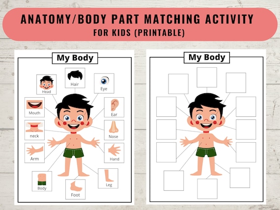 Parts of the body  Human body unit, Human body parts, Body parts