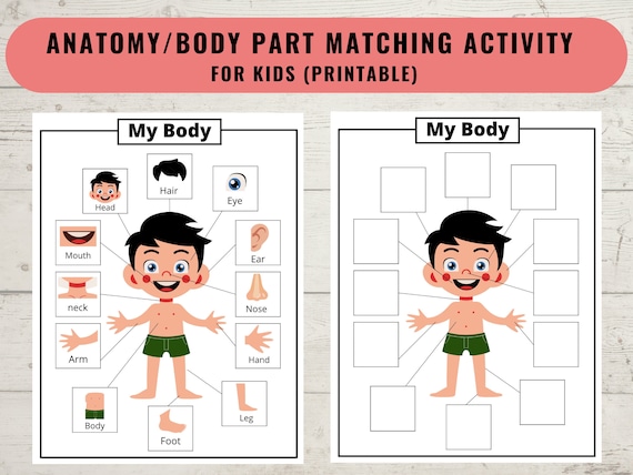 Body Parts Printable Activity for Kids Human Body Printable - Etsy Canada