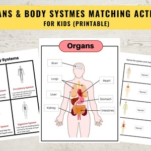 Organs & Body System Learning Activity, Human Anatomy Worksheet for Kids, Matching Game, Homeschool Preschool Kindergarten, Digit Download