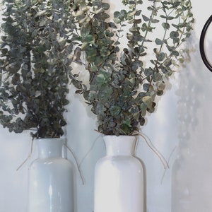 Fresh Eucalyptus Shower Bundle, Indoor Shower Plants, Fresh Eucalyptus Plant, Easy Plants, Boho Decor ,Eucalyptus Plants