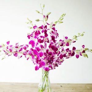 Orchids Dendrobium Cut Purple Orchids (10 stems with Vase)