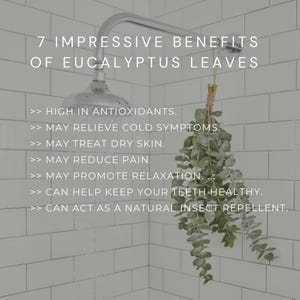 2 Eucalyptus  Shower Bundle, Indoor Shower Plants, Fresh Eucalyptus Plant, Easy Plants, Boho Decor ,Eucalyptus