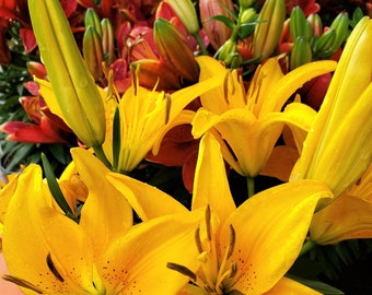 Liliengarten