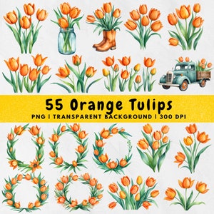 55 Watercolor Orange Tulip PNG, Tulip Flower Clipart Bundle, Tulips Floral Bouquet wreath, Wedding, Commercial use, instant download