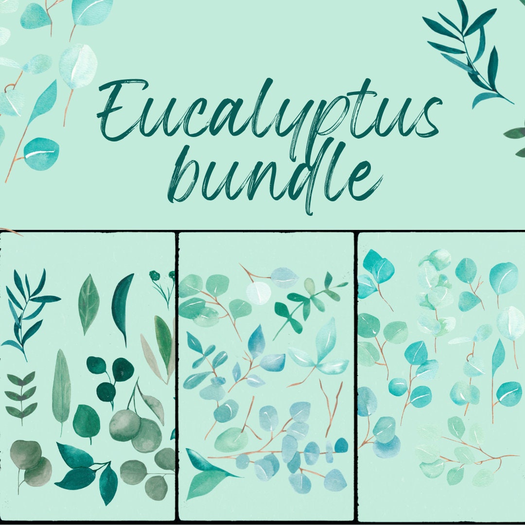 Eucalyptus Bundle PNG Etsy