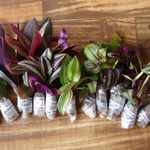 10 Types of Tradescantia Cuttings