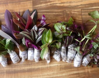 10 Types of Tradescantia Cuttings