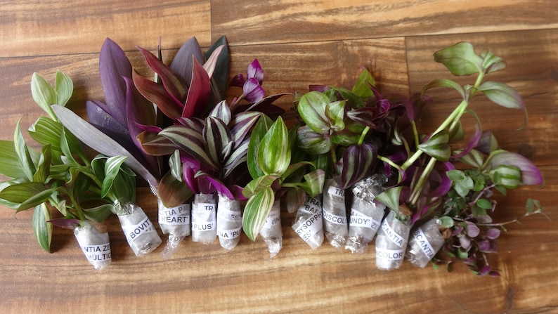 10 Types of Tradescantia Cuttings image 1