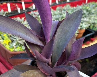 Tradescantia Pallida ‘Purple heart’ in a 4” nursery pot