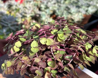 Callisia repens ‘Kribo’ in a 4” nursery pot