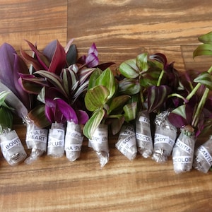 10 Types of Tradescantia Cuttings image 2