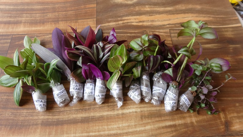 10 Types of Tradescantia Cuttings image 2