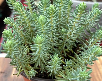 Blue spruce sedum in a 4” nursery pot