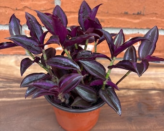 Deep purple tradescantia in a 4” nursery pot