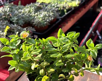 Aptenia cordifolia in a 4” nursery pot