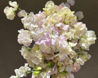 Sweet Pea - High Scent - fragrant flowers, US grown