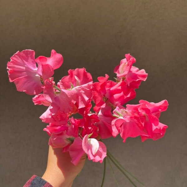 Sweet Pea - Daily Mail - fragrant flowers, US grown