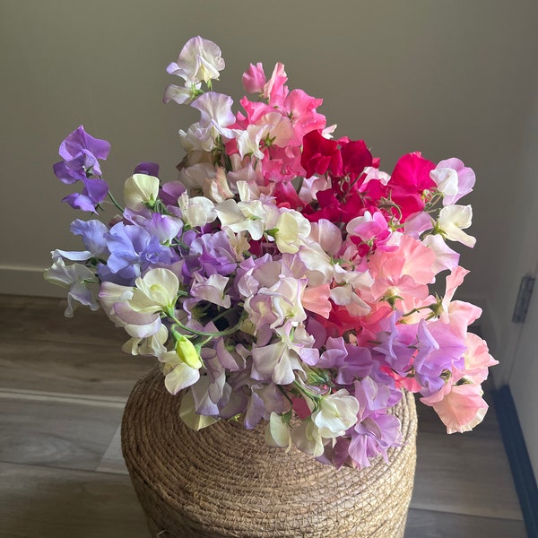 Sweet Pea - Mixed Colors - Fragrant flowers, US grown