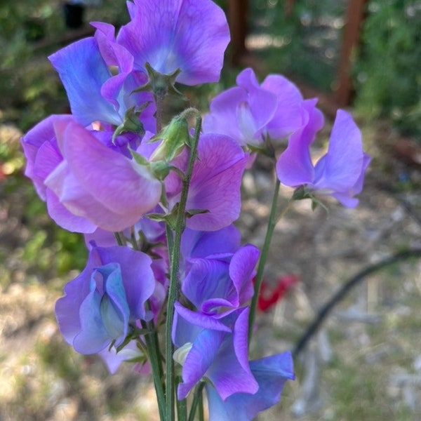 Sweet Pea - Turquoise