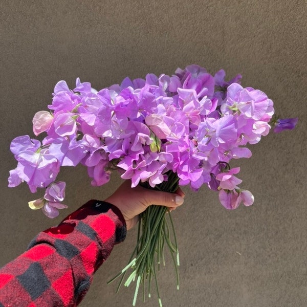 Sweet Pea - Elegance Lavender - fragrant flowers, US grown