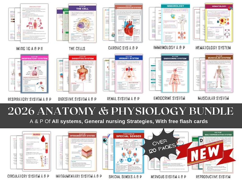 May include: A collection of flashcards for anatomy and physiology, featuring diagrams of the human body systems. The cards are labeled with titles such as "The Cell," "Respiratory System," and "Digestive System." The text "2026 Anatomy & Physiology Bundle" is also visible.